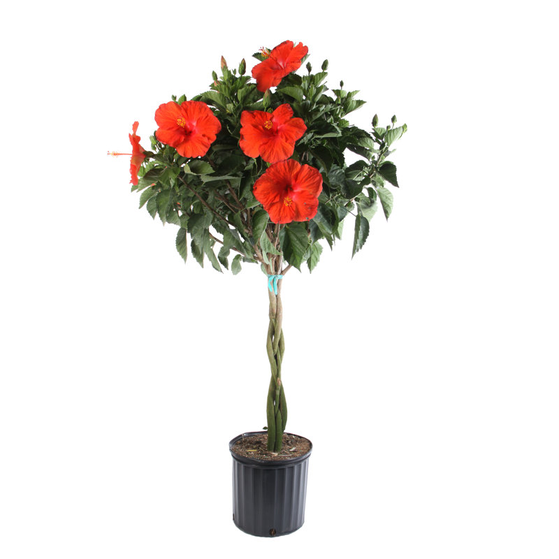Costa Farms Live Hibiscus Braid Plant in Plastic Nursery Pot & Reviews